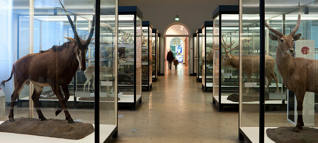 Senckenberg-Museum, view into the large mammal hall, Frankfurt am Main, Hesse, Germany, Europe