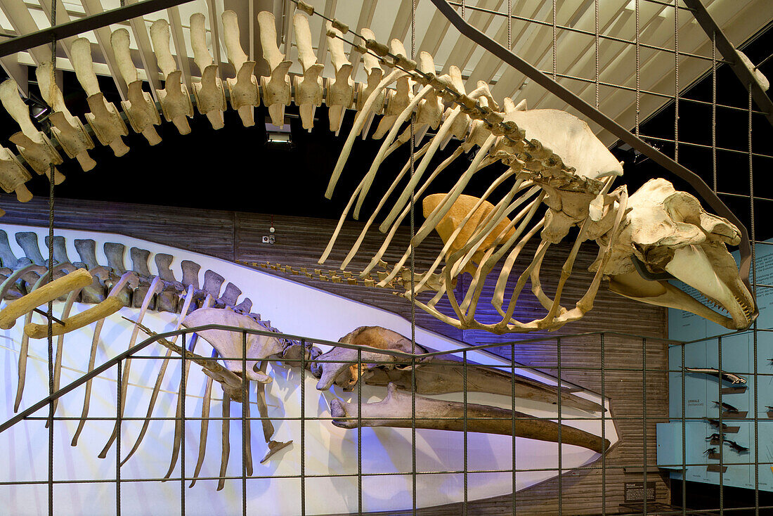 Senckenberg-Museum, view of the hall with whales and elephants, Frankfurt am Main, Hesse, Germany, Europe