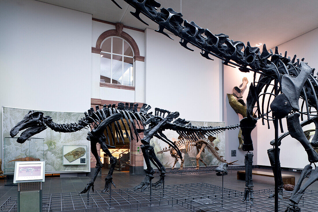 Senckenberg-Museum, Blick in den Sauriersaal (Erdgeschoss). Iguanodon bernissartensis (Leguanzahn), Frankfurt am Main, Hessen, Deutschland, Europa