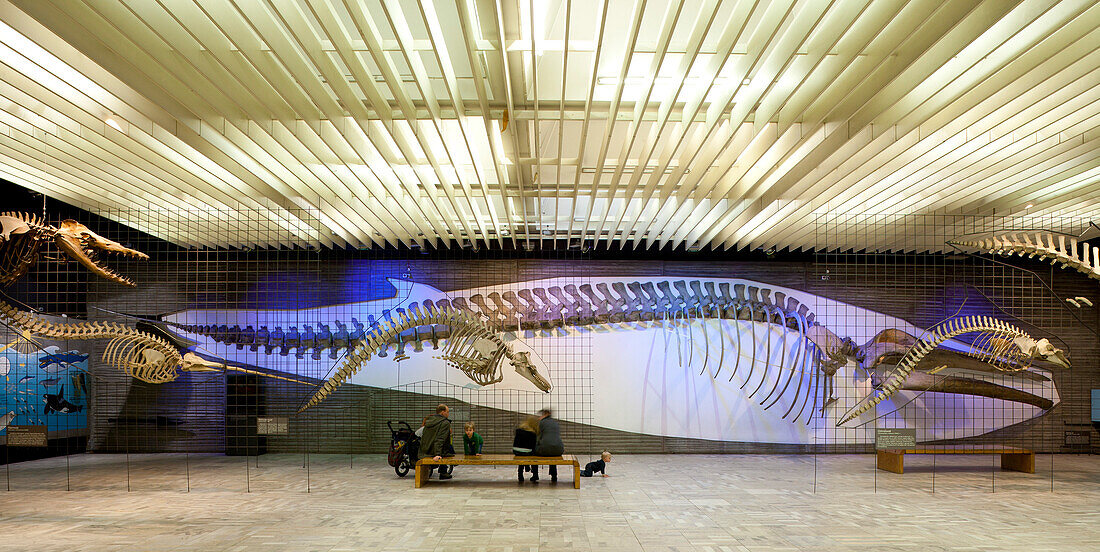 Senckenberg-Museum, Blick in den Saal mit den Walen und Elefanten. Hier wird die Entwicklungsgeschichte der beiden Großsäugerordnungen gezeigt. Blick auf die Wale. Im Hintergrund an der Wand das beeindruckende Skelett eines Finnwals, Frankfurt am Main, He