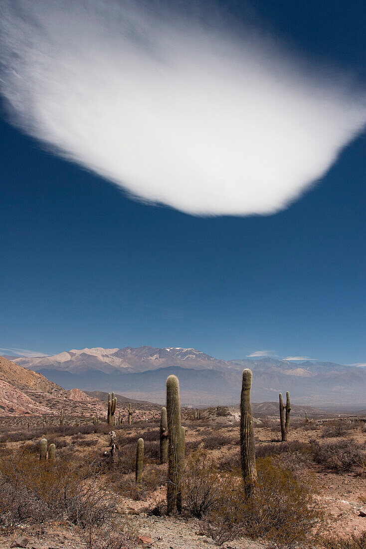 Desert landscape