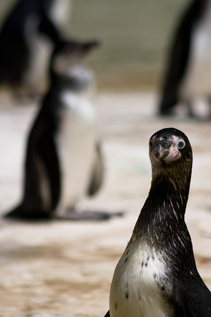 Banded penguin looking at camera