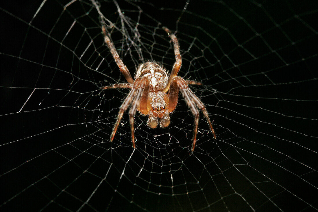 Spider sitting on web