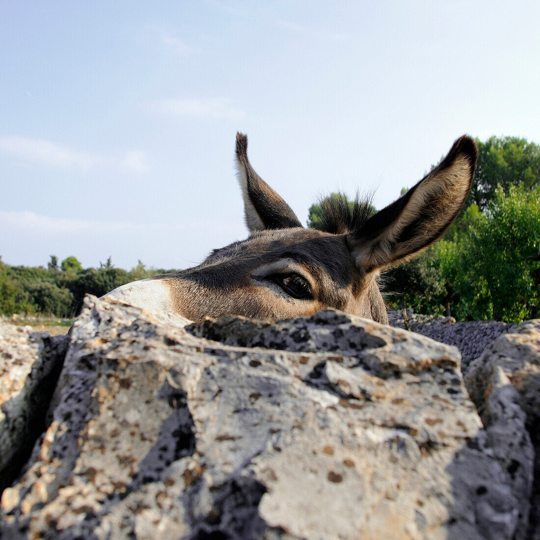 Donkey peering over stone wall