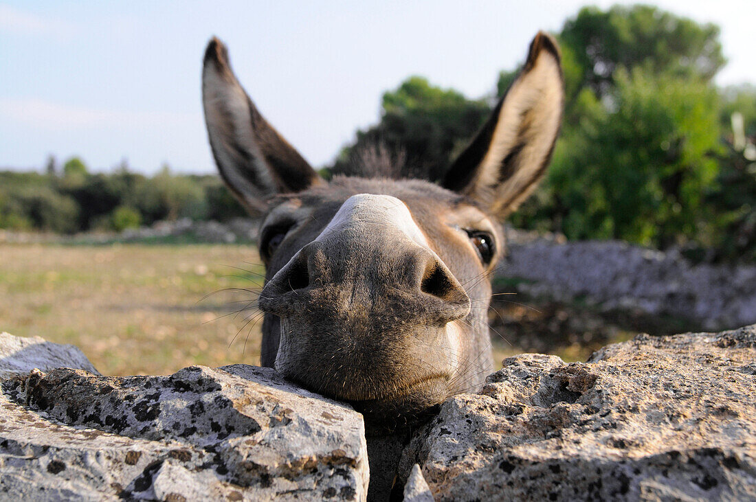 Donkey peering over stone wall