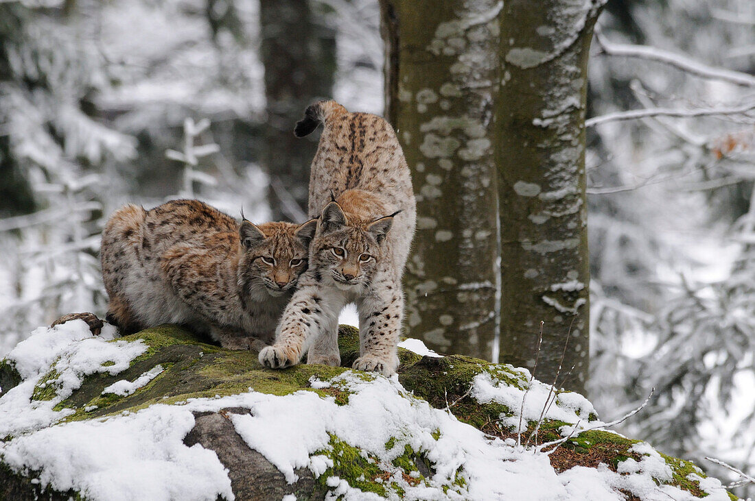 Germany, Bavarian forest national park, eurasian lynx (Lynx lynx)