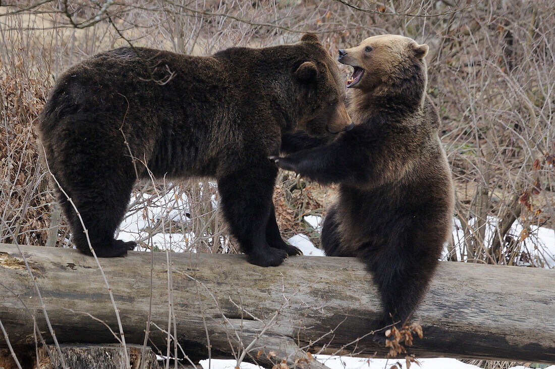 Germany, Bavarian forest national park, brown bears (Ursus arctos arctos)