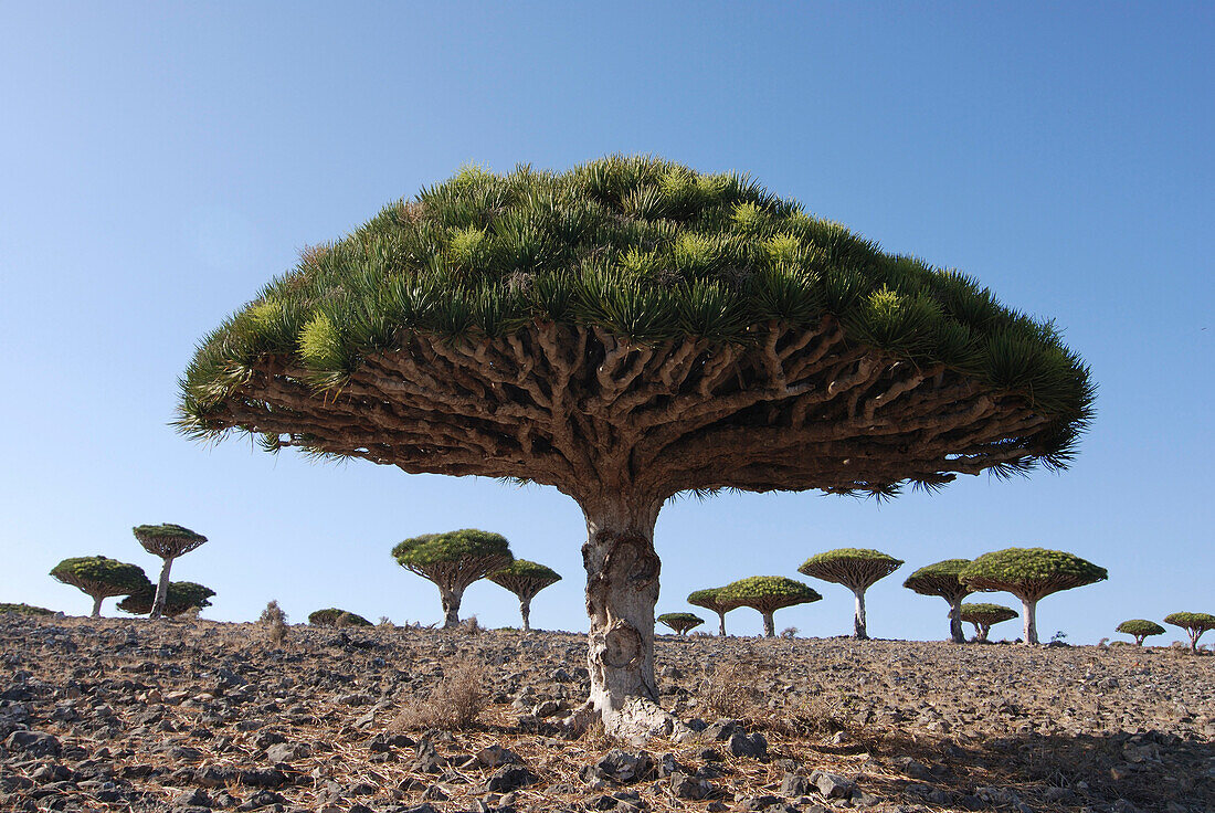 Yemen, Socotra island, dragon-trees at Firmin (Dracaena cinnabari)