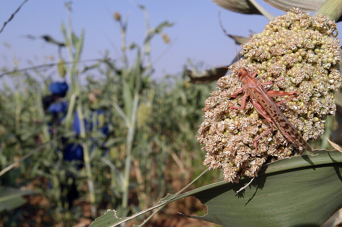 Mauritanie, Guidimakha, Locust in a millet plantation