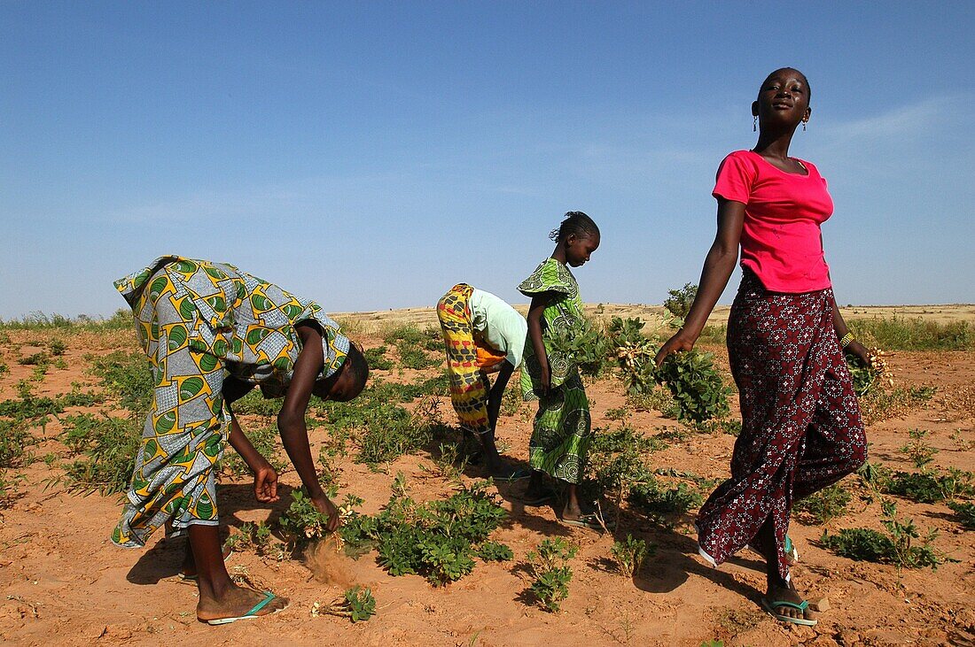 Mauritanie, Guidimakha, Boully, Women harvesting nuts