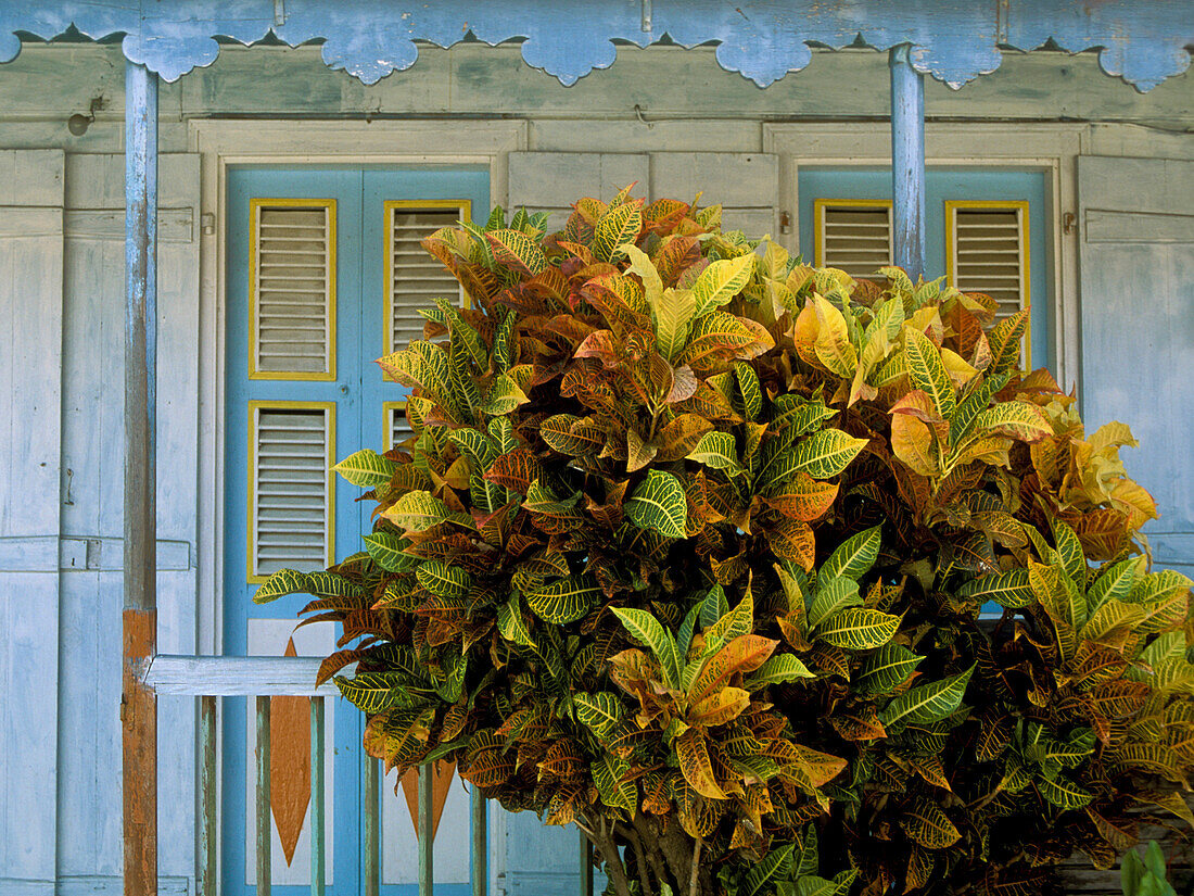 Guadeloupe, Les Saintes, house front, plant