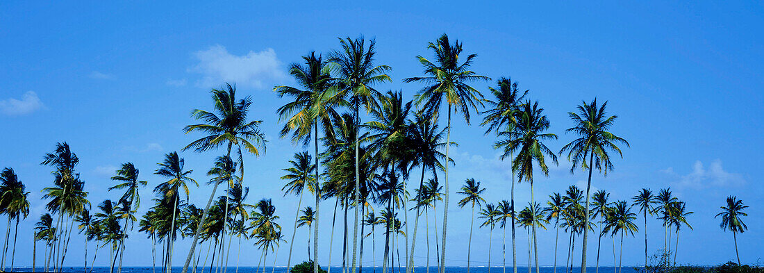 West Indies, Martinique, Vauclin, Pt Faula, coconut trees