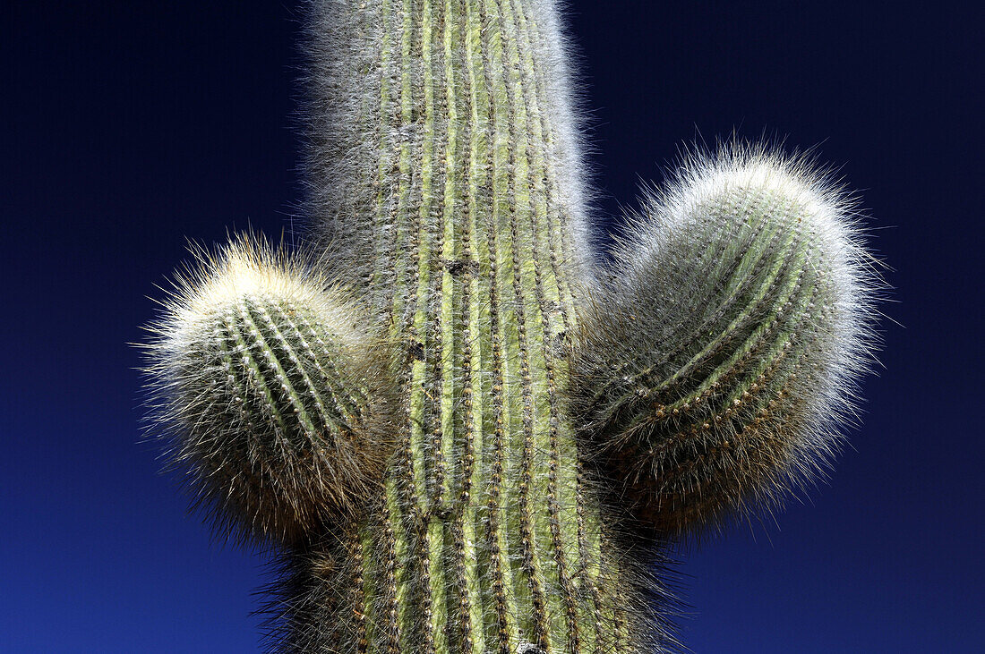 Argentina, Jujuy district, cactus, close-up