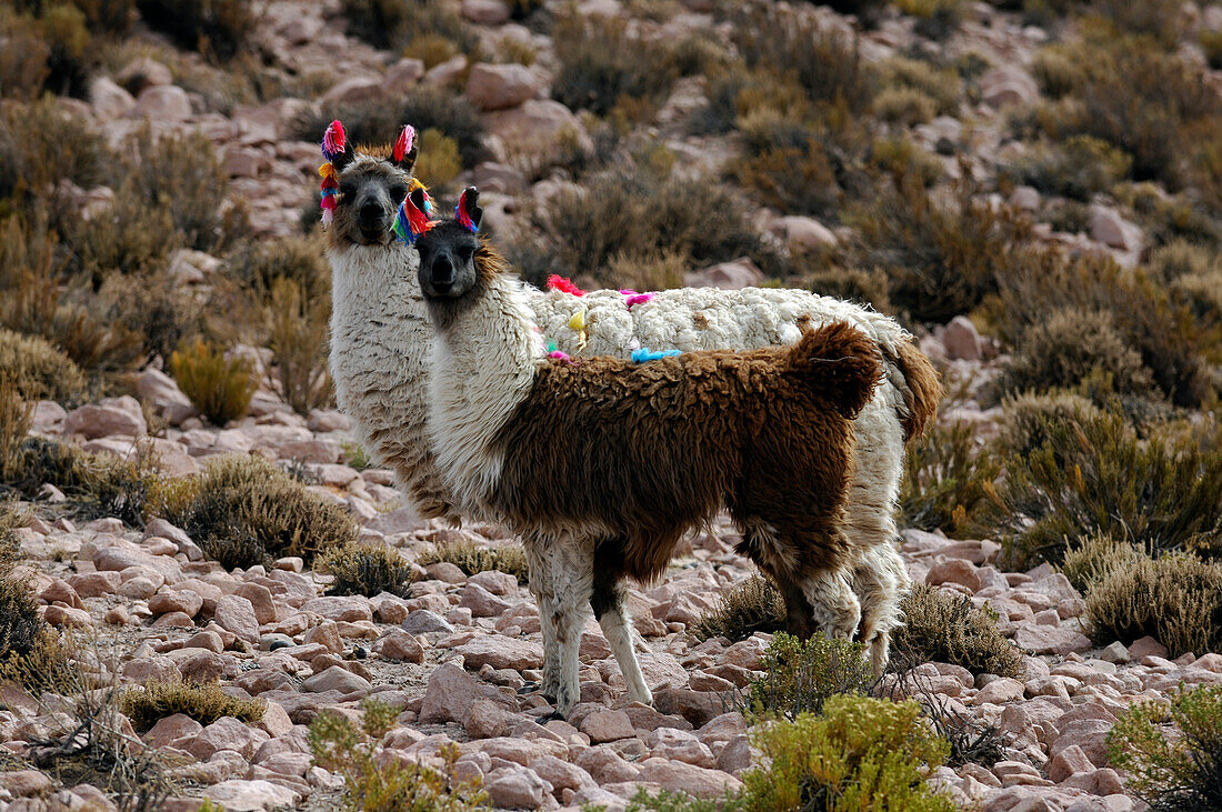 Chile, two llamas