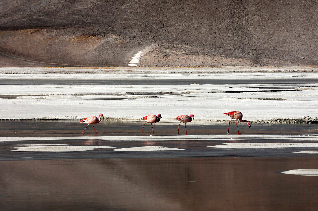 Chile, San Pedro de Atacama, Laguna de Aguas Calientes, flamingos