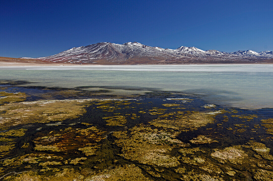 Chile, Laguna Blanca, snowed mountain in the back, seaweeds in water in the foreground