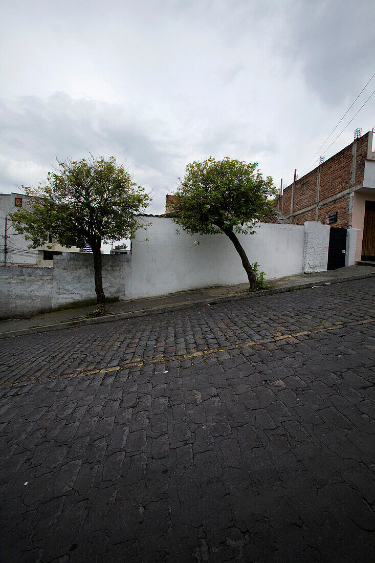 Two Green Trees Against White Wall on Steep Road, Quito, Ecuador