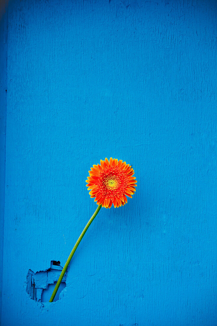 Gerbera on blue wall