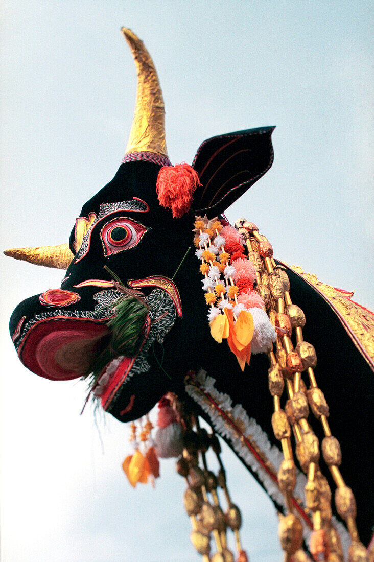 Ceremonial bull Head, Bali, Indonesia