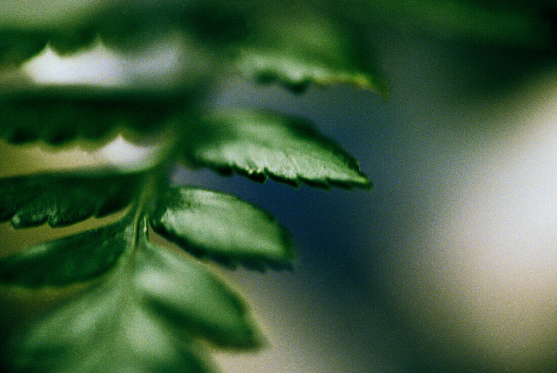 Blurred Branch With Leaves, Bali, Indonesia