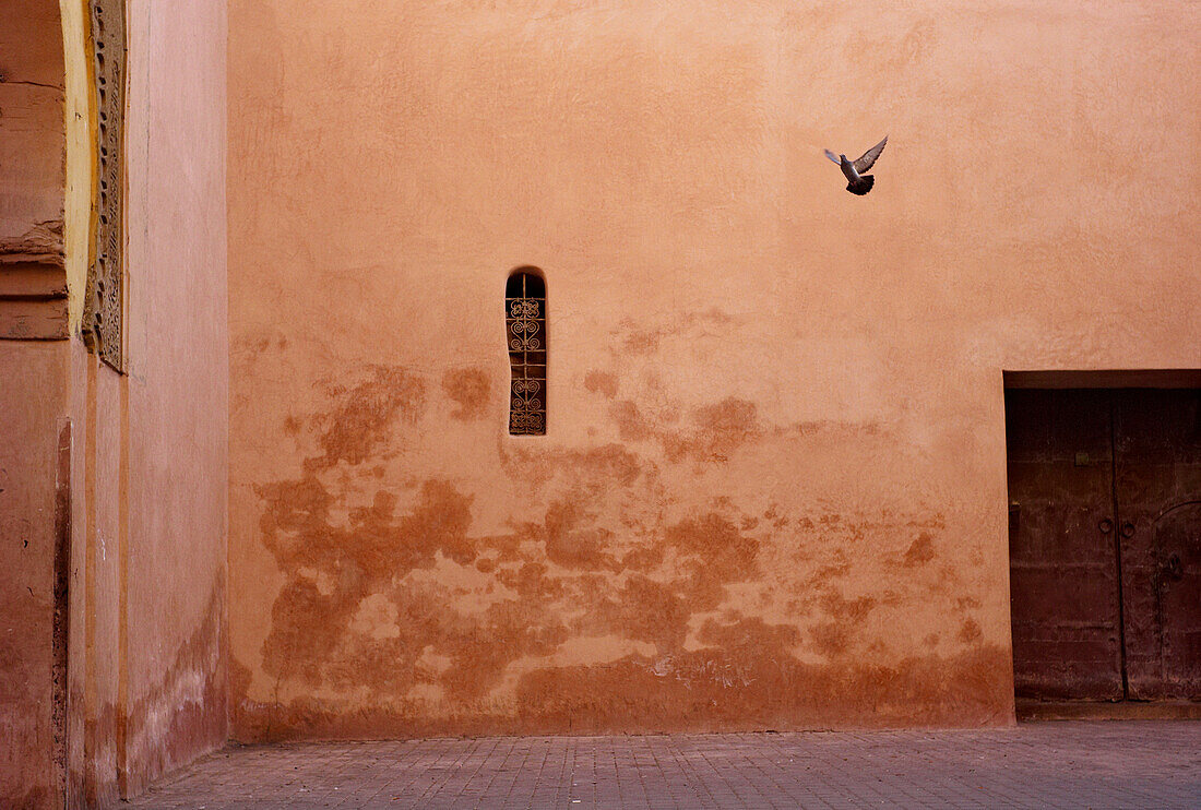 Flying Pigeon in Ancient Medina, Marrakesh, Morocco