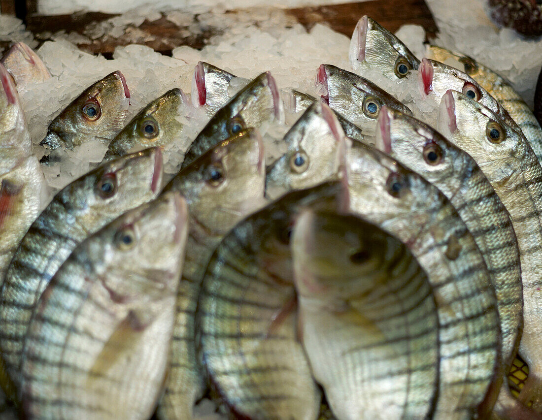 Fresh Fish Display, Agadir, Morocco