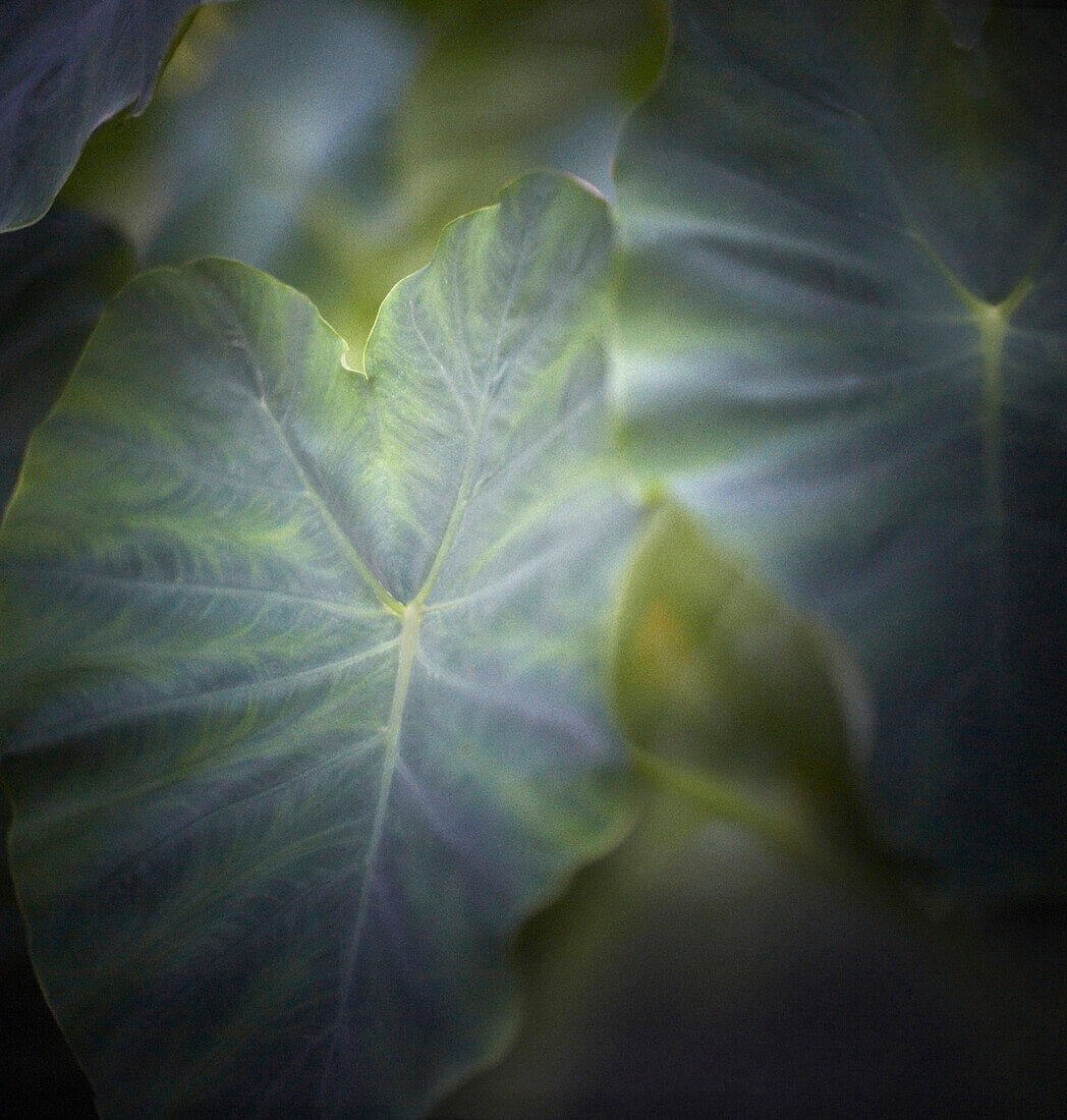 Large Green Leaves, Close-Up