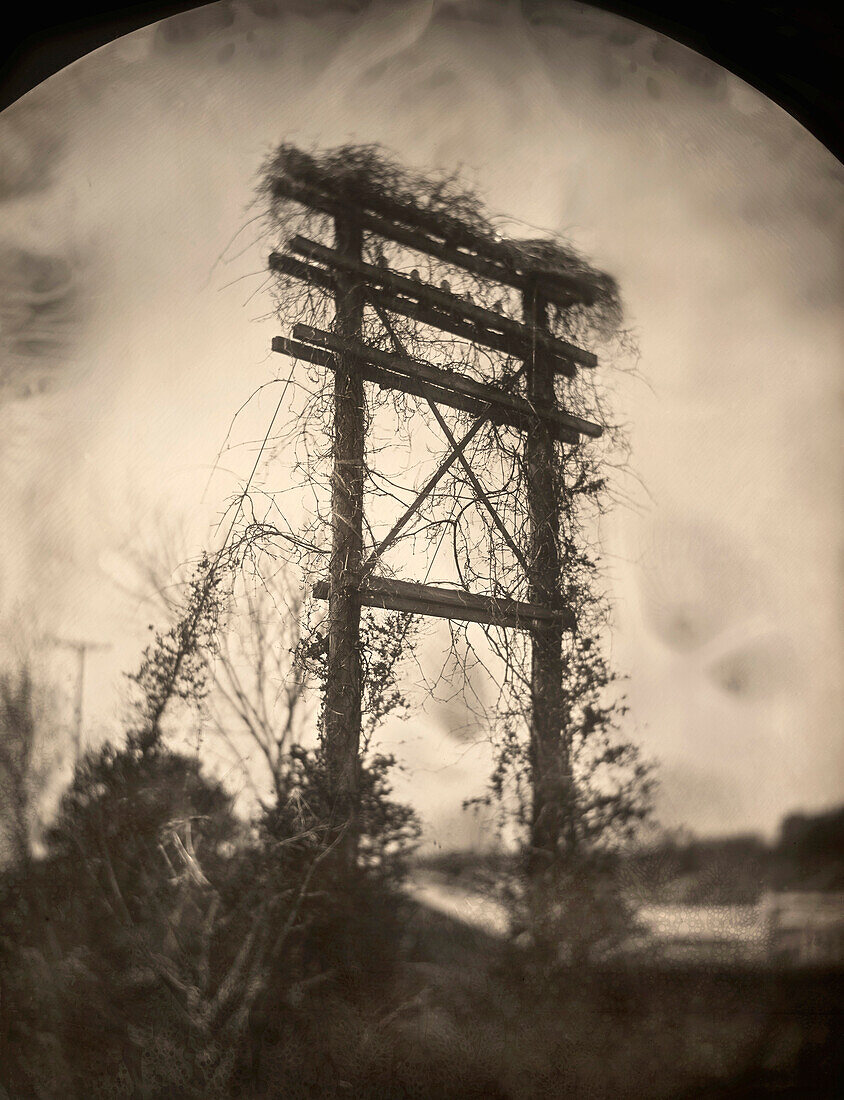 Vines Covering Old Telephone Poles, Ambrotype