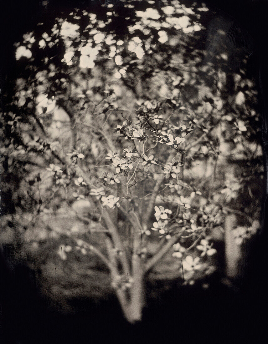 Flowering Crabapple Tree, Ambrotype