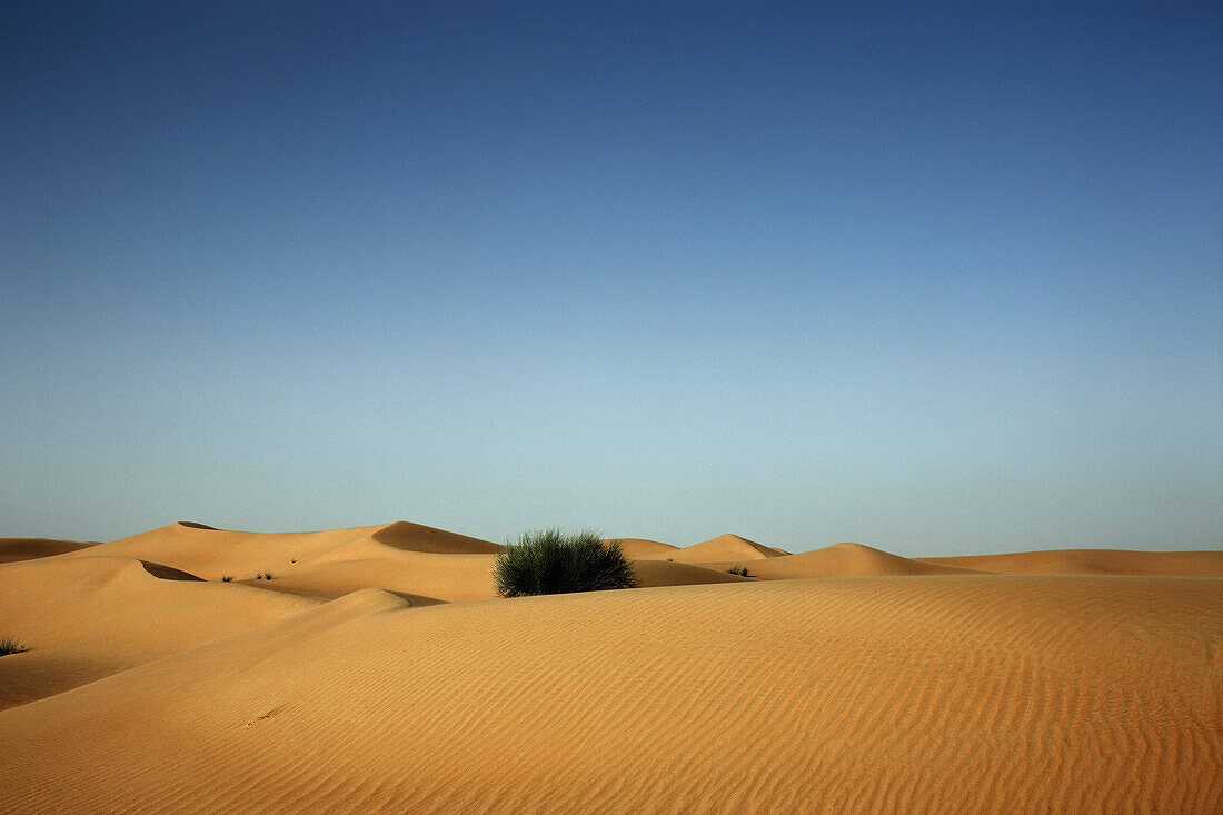 Green Shrub in Desert