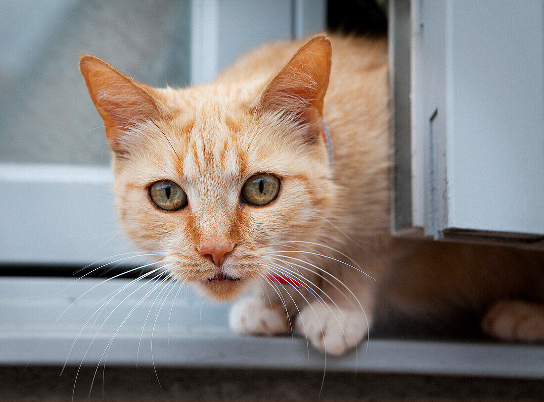 Cat in Open Window