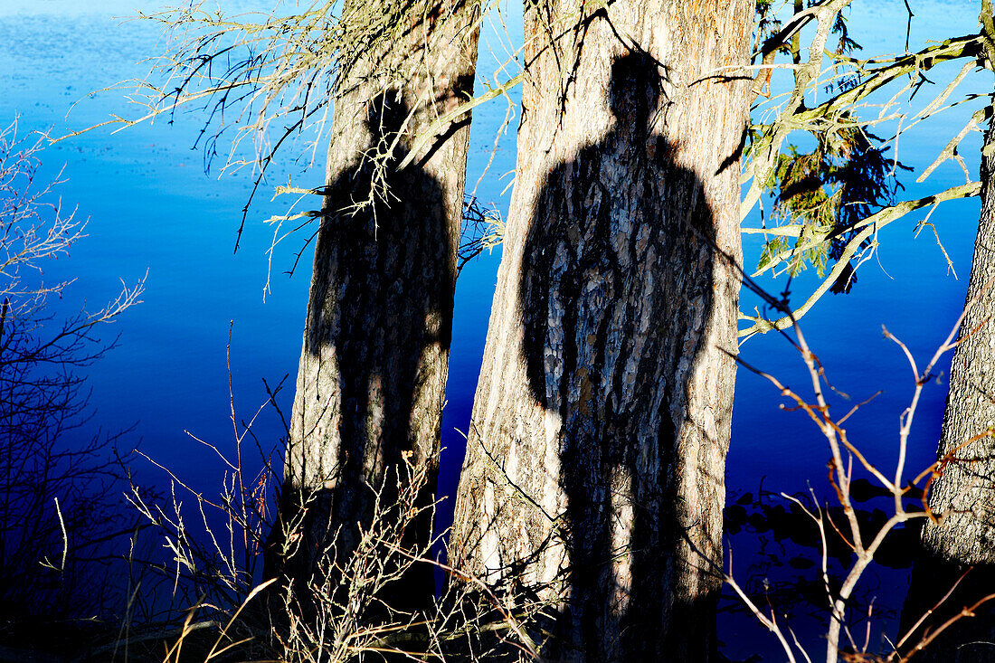 Two Human Shadows on Tree Trunks