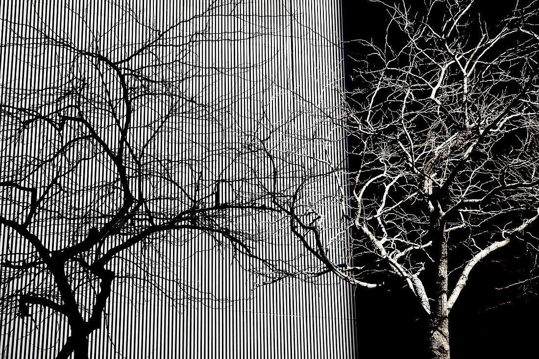 Leafless Tree Branches Against Pattern Wall, Chicago, Illinois, USA