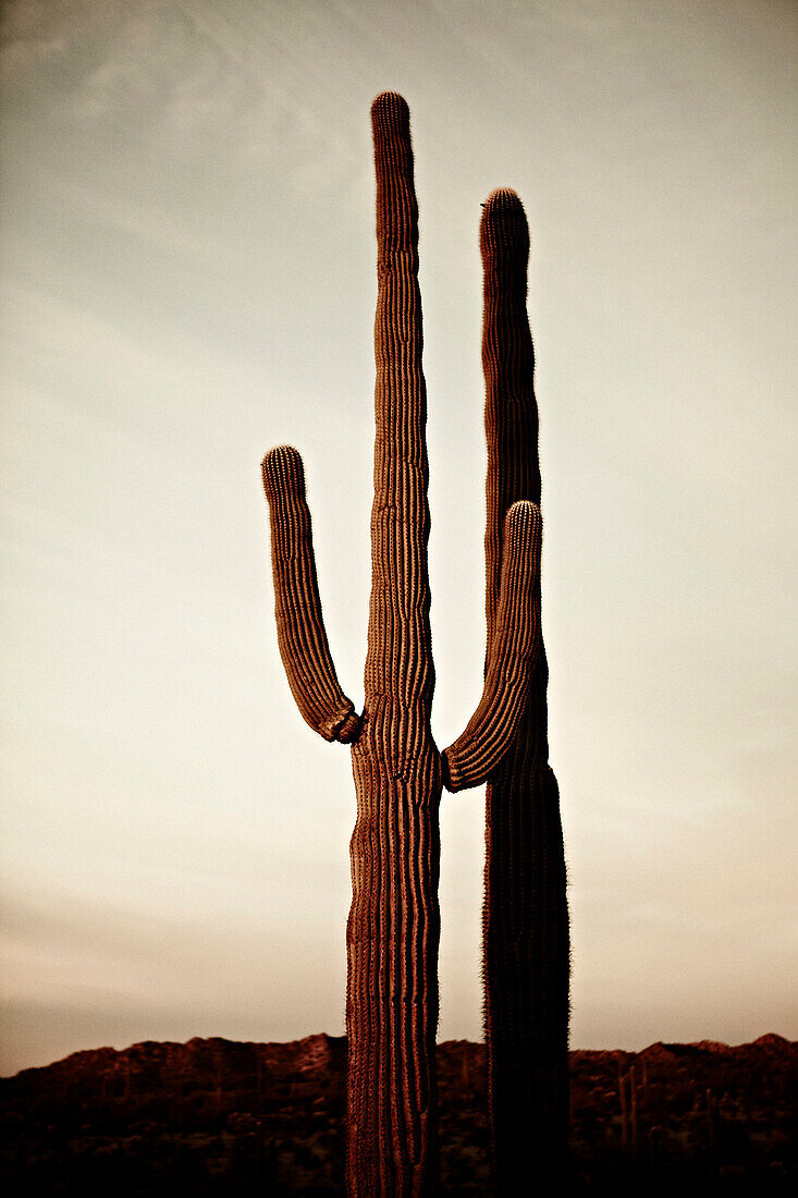 Seguaro Cactus at Sunset, Sonoran Desert, Arizona, USA