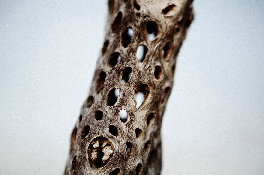 Dried Cholla Cactus, Close-Up