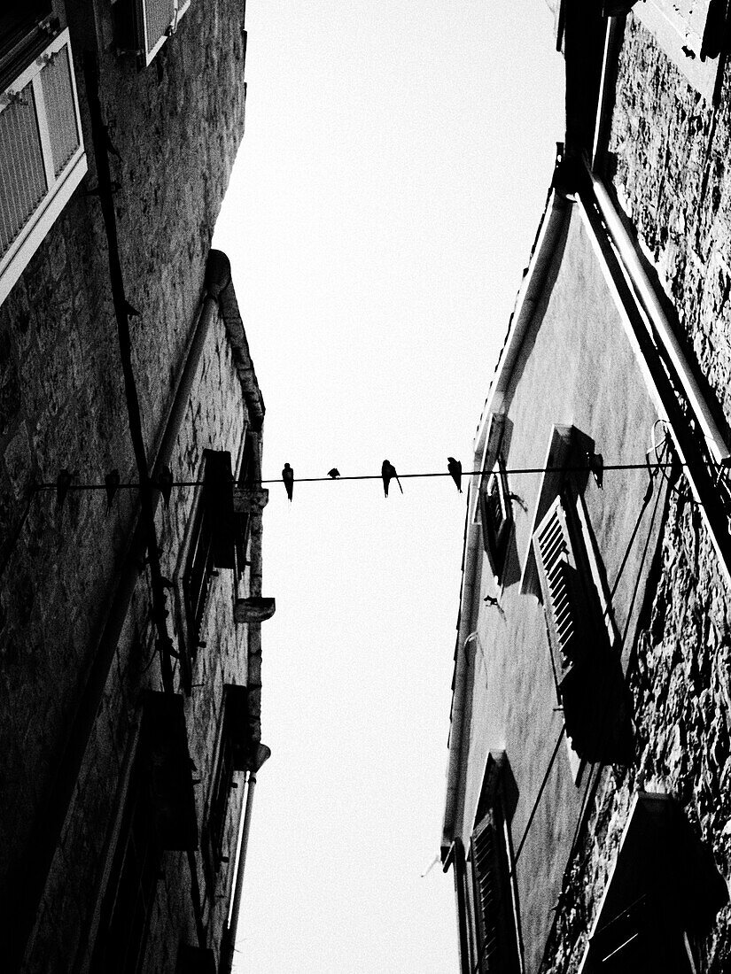 Birds Sitting on a Wire in Alley, Low Angle View, Croatia