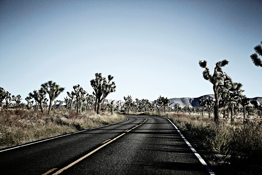 Curved Road Through Joshua Tree National Park, California, USA