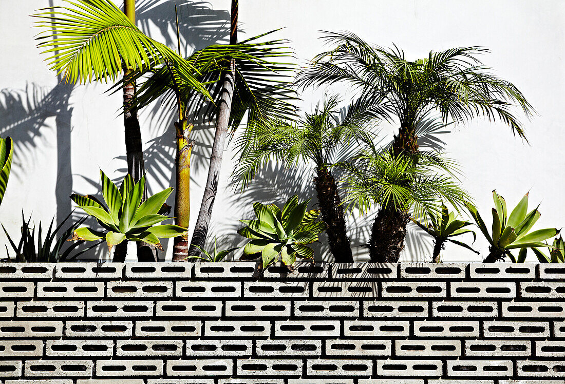 Small Palm Trees and Tropical Plants, Venice Beach, California, USA