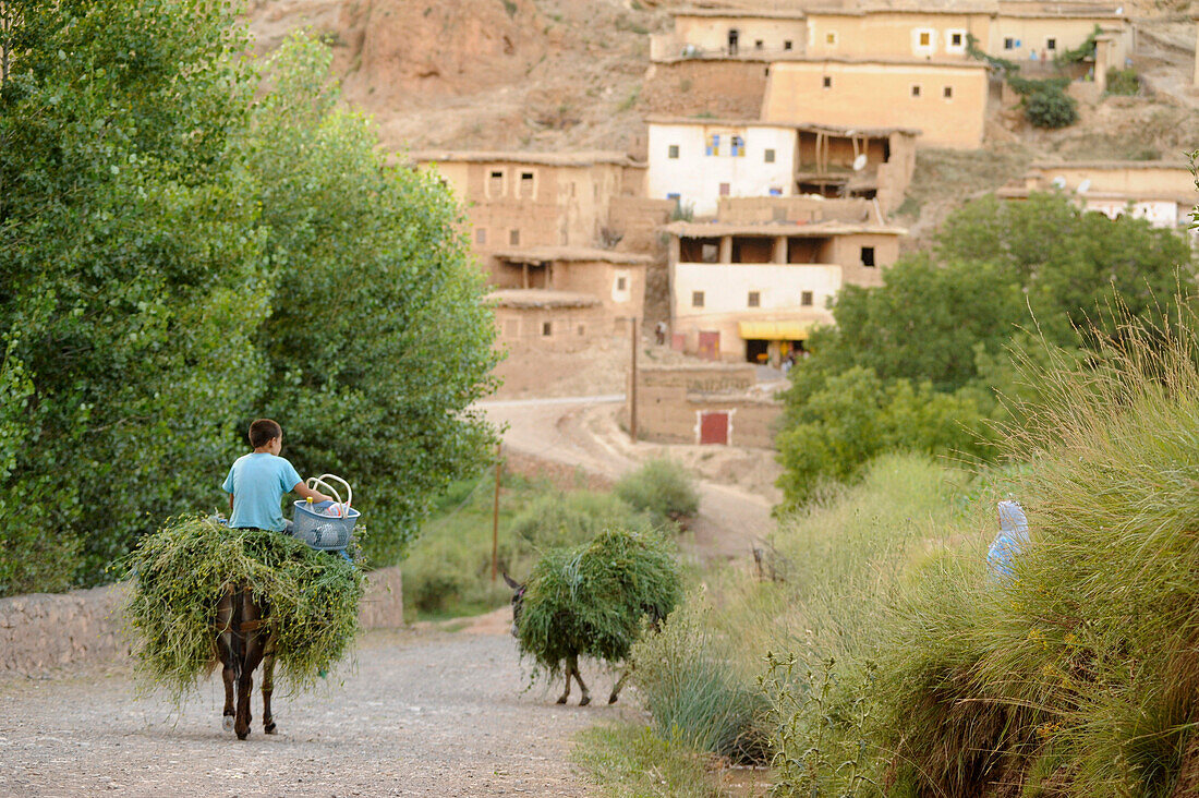 Junge bringt mit 2 Eseln frisches Gras ins Dorf Agouti, Ait Bouguemez Tal, Hoher Atlas, Marokko, Afrika