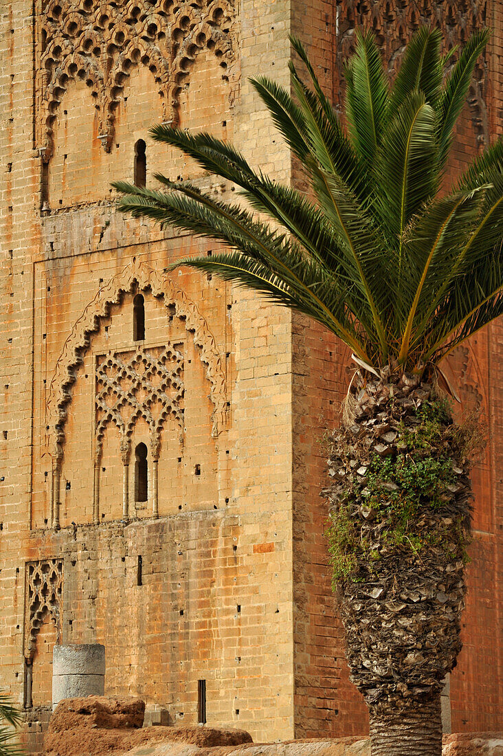 Hassan tower with palm tree, Rabat, Morocco