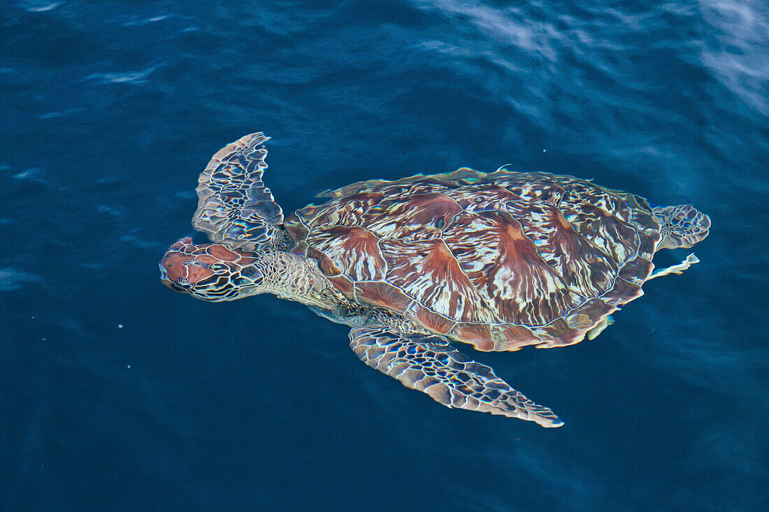 Sea turtle in the water, Andaman Sea, Indian Ocean, Similan Islands, Khao Lak, Thailand, Asia