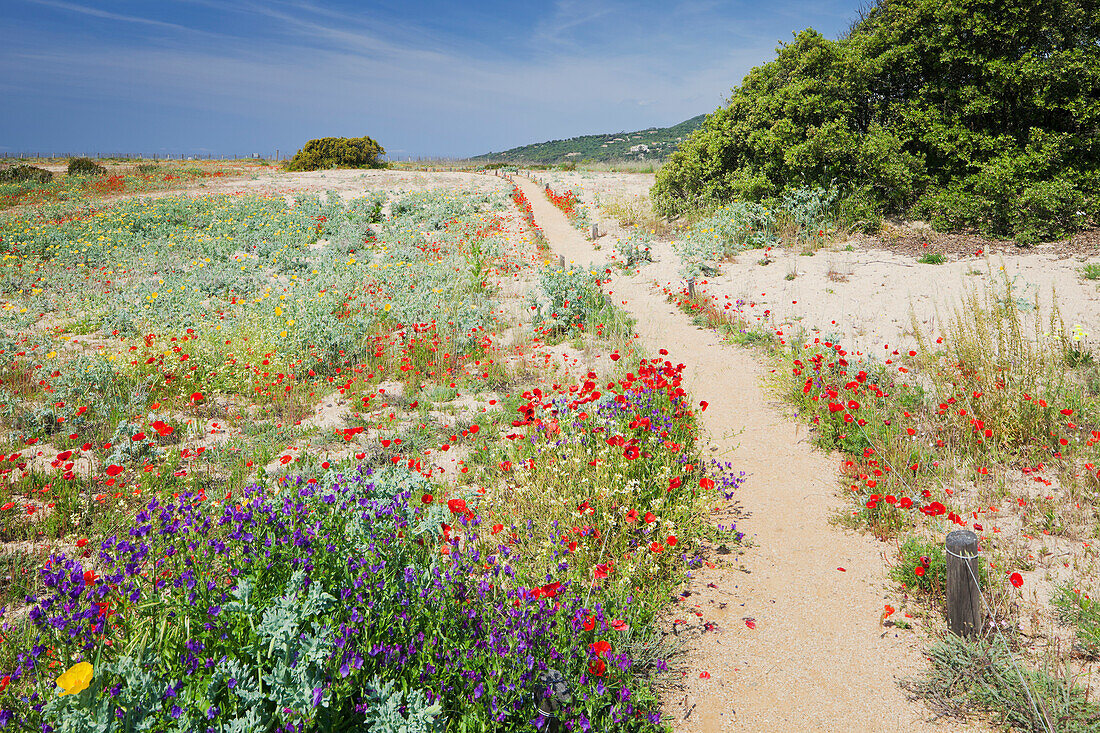 Flowers in the Nature Reserve, Baracci, Corsika, France