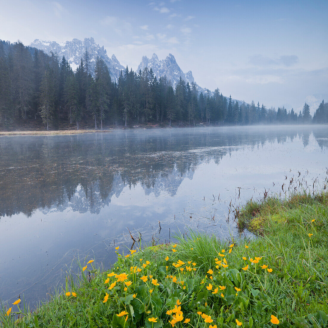 Marsh Marigolds near lake Lago Antorno, Cima Cadini in the background, Sexten Dolomites, Venedig, Italy