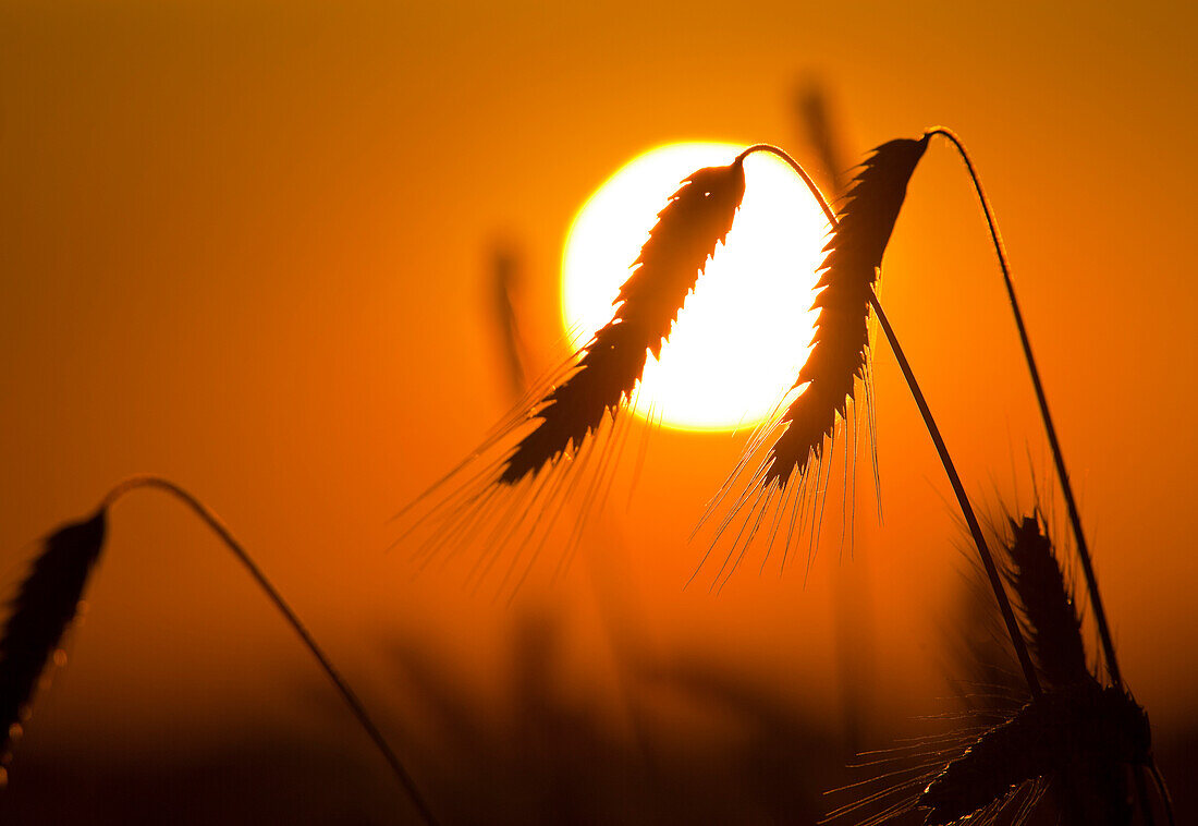 Silhouette of an ear of corn in front of a setting sun, Lower Austria, Austria