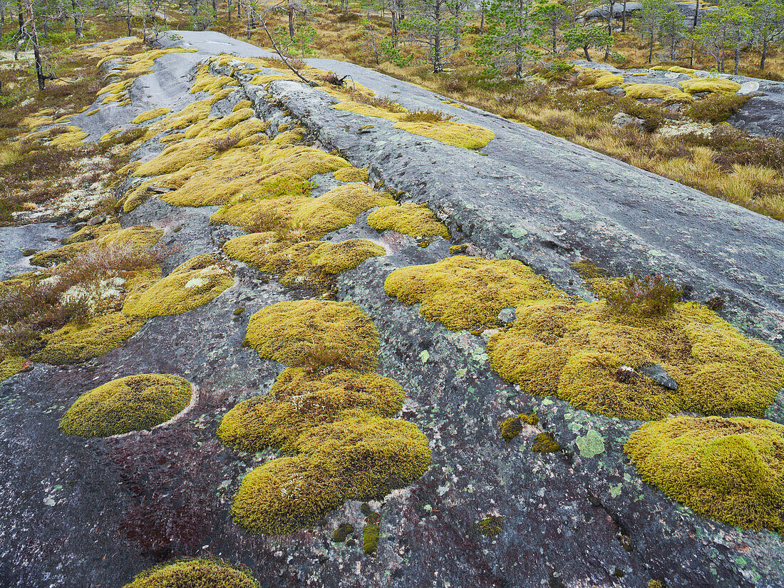 Moos auf Felsen, Flechten, Landschaft in Nordland, Norwegen