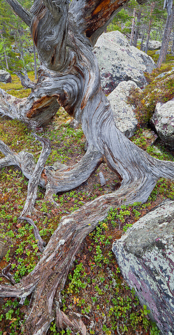 Altes Baum mit gedrehten Ästen, Nationalpark Stora Sjöfallet, Lappland, Schweden