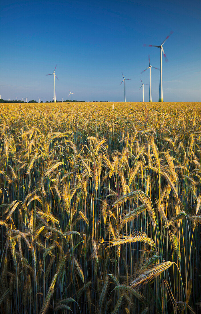 Windräder in einem Getreidefeld, Windenergie, Niederösterreich, Österreich