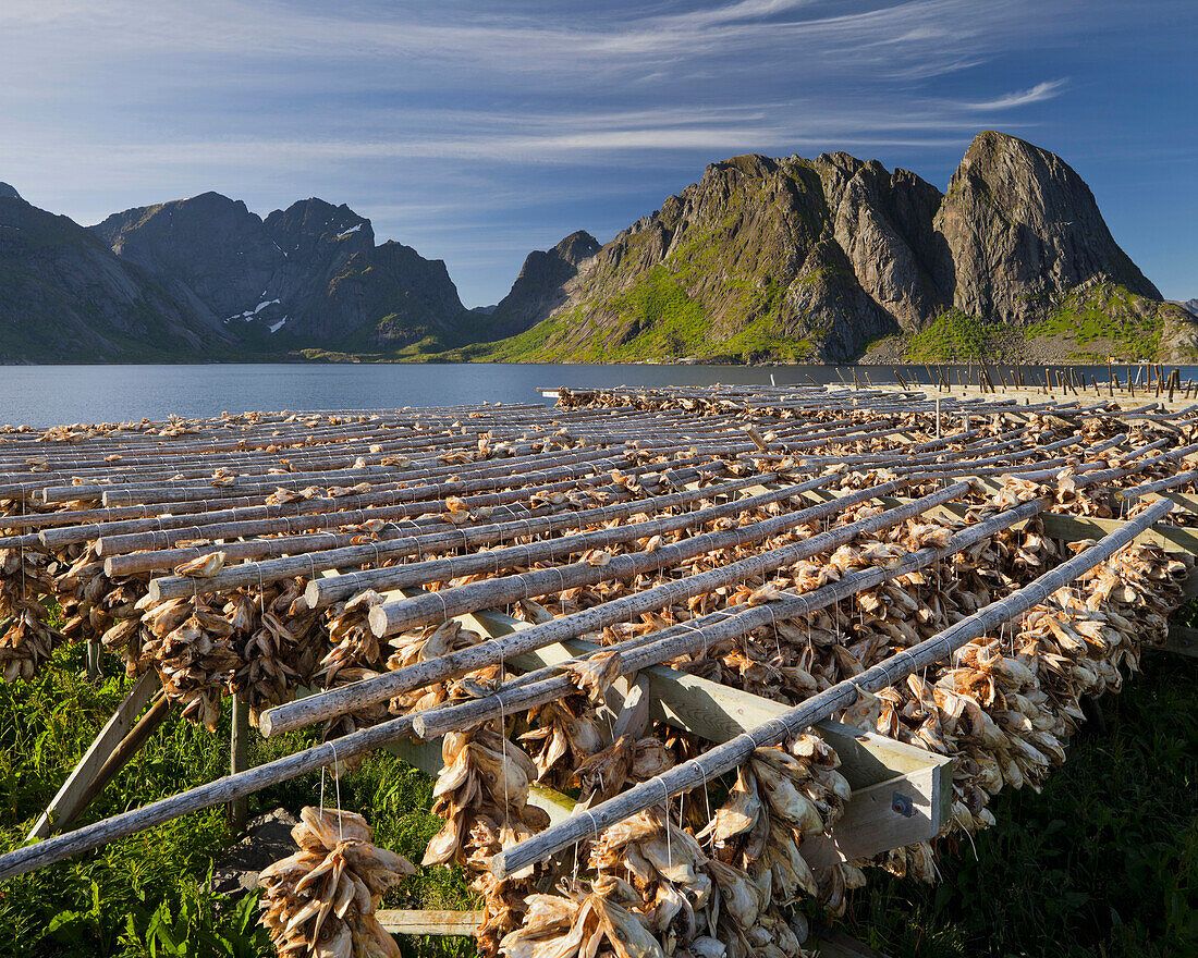 Fische zum Trocknen aufgehängt, Hamnoya, Reinefjorden, Reine, Moskenesoya, Lofoten, Nordland, Norwegen