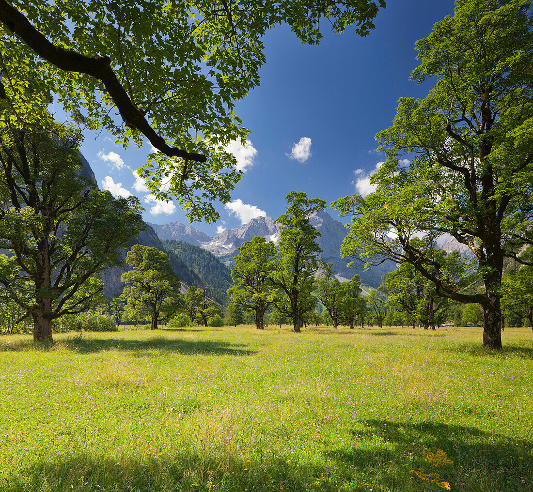 Great maples in the middle of a meadow in the Ahornboden, Grosser Ahornboden, Karwendel, Tyrol, Austria