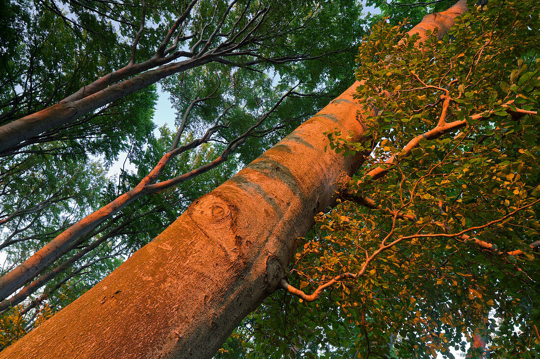 Trunk in the sunlight, Vienna Woods, Vienna, Austria, Europe